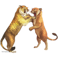 Tiger Liger Lion Drawing Tigon PNG Download Free