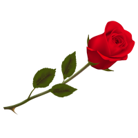 Beautiful Picture Rose Wallpaper Transparent Red