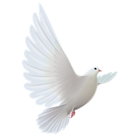 And Pigeons Transparent Prayer White Dove Bird