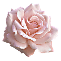 Pink Rose Large Flower Light Free Clipart HD