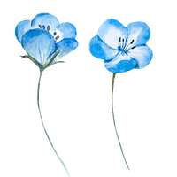 Blue Flower Light Watercolor Flowers Painting