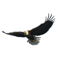 Bald Eagle Free Png Image