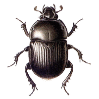 Beetle Png
