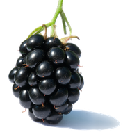 Blackberry Fruit Png Clipart