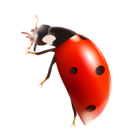 Bug Png 7