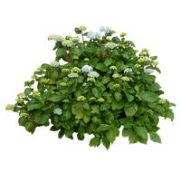 Bushes Free Download Png