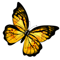 Butterfly Png 9