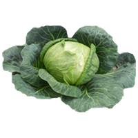 Cabbage Free Download Png