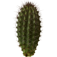 Cactus Png 7