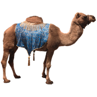 Camel Png 9