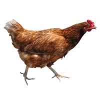 Chicken Png 11