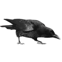 Crow Png Pic