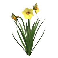Daffodils Free Png Image