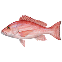 Fish Png 12