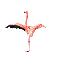 Flamingo Download Png