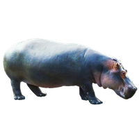 Hippopotamus Png Clipart