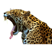 Jaguar Png File