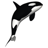 Killer Whale Download Png