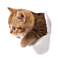 Kitten Png Picture
