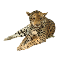 Leopard Png Image