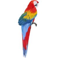 Macaw Free Download Png