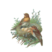 Nest Png Image