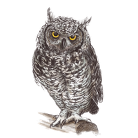 Owl Png Pic