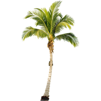 Palm Tree Free Download Png