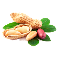 Peanut Png Picture