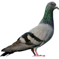 Pigeon Png Hd