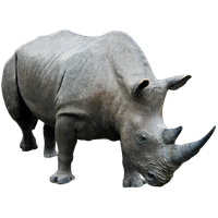 Rhinoceros Free Png Image