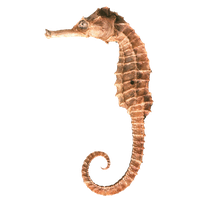 Seahorse Png Clipart