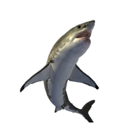 Shark Png Picture