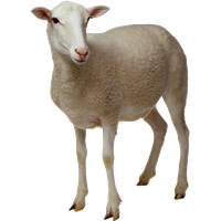 Sheep Png Clipart