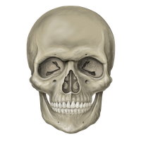 Skeleton Head Free Download Png