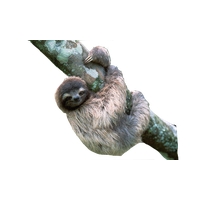 Sloth Png File