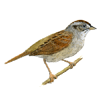 Sparrow Transparent