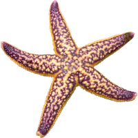 Starfish Png Picture