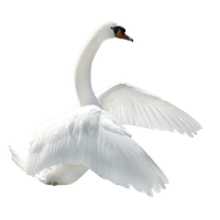 Swan Png Image