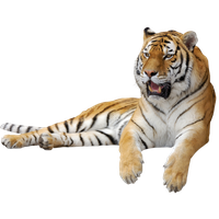 Tiger Png Picture