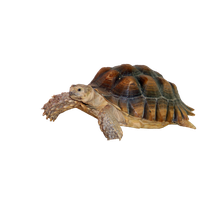 Tortoise Free Png Image