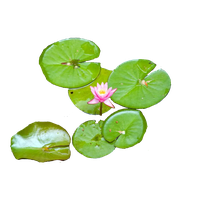 Water Lily Picture