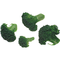 Broccoli Png Image