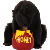 Brown Bear Eats Honey Png Image