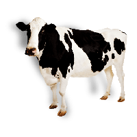 Cow Png Image