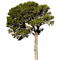 Fir-Tree Png Image