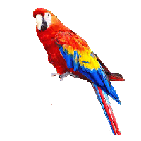 Parrot Png Images Download