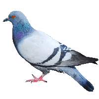 Pigeon Png Image