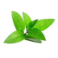 Herb Menthol Leaf Plant Peppermint HQ Image Free PNG