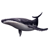 Wildlife Porpoises Whales Of Adventures Deep